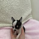 버디독 강아지분양 안심분양센터 시흥점 | 경기도 시흥시 정왕동 강아지무료분양 치와와