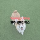 썸바디독스 | [파주운정] 애견카페 썸바디독스 &#39;여긴 꼭 가야해&#39;!