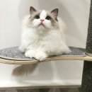 랙돌 캐터리 아이돌스(IDOLLS) 이미지