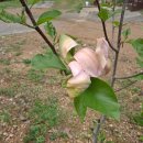 파주흑염소농장 이미지