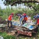 재난재해봉사단,부강면 배 과수 농가 폭우 피해 복구 구슬땀 이미지