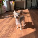 벨루스독 이미지