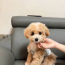 라떼펫살롱 이미지