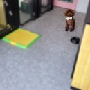 영블리 펫살롱 이미지