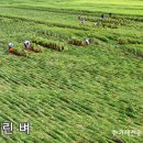 링링(LING LING) 이미지