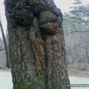 숲속풍경 이미지