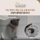 하나메디컬 | 고양이 눈곱과 재채기, 결막염 치료 후기, 애니컴메디컬센터