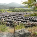 한우와 된장 이미지