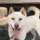 댕댕이,봄 이미지