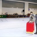 탤런트 독 스쿨 이미지