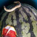 옛날세상 이미지