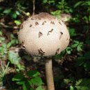 식용 버섯의 종류와 사진 이미지