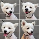 독한마캣 이미지