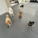 에덴유치원 | 우리 강아지 행복한 시간💖 강서구 최고의 선택, 에덴애견유치원호텔 솔직 후기!