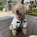 이쁘니 이발소 네이버블로그