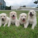 몽슈슈 강아지 이미지