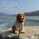 조리 대원리 은행나무길 | [양평] 서울 근교 1박2일 애견동반 여행 기록｜두물머리, 용문사,양평해장국 장터집, 연꽃언덕