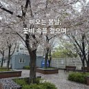 비오는 봄날, 꽃비 속을 걸으며