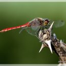 고추잠자리 이미지
