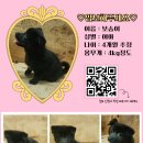 아기강아지 이미지