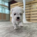 베이비멍 이미지