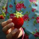 성웅농장 | 가족과 함께 어린이날 가볼만한 1박2일 함께하는 양평엔 체험과 캠핑_딸기농장체험