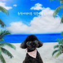 댕댕이 이발소 네이버블로그