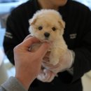 소문난 강아지 이미지