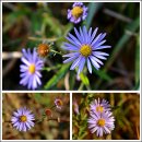 견내량항 | [거제구간]남파랑길 27코스(청마기념관~장평리 신촌마을)