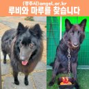 (개를 찾습니다) 세퍼트 2마리 대문 열린 사이 가출, 제보가 절실합니다 이미지