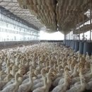 오리농장 이미지