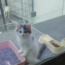 아지와 양이 이미지