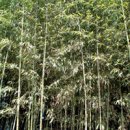 대나무 이미지