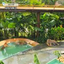 빅타이거짐(Big tiger gym) | 태국 푸켓 자유여행, 가족여행 타이거파크 예약, 이용방법, 솔직후기 호랑이 기념사진