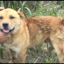 대한민국국견협회(여주진돗개 연구소) 이미지