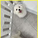 베베호텔 유치원 & 애견스파 이미지