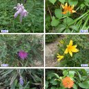 덕유방앗간 | 백두대간 [8th] 육십령-덕유산-빼재... 무더위를 잊게 한 능선바람.