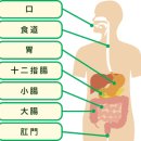 의외로 알지 못하는 위장(胃腸)의 이야기(1) 이미지