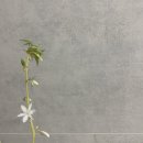 금란꽃 - 서초구 마방로10길 18-24 | 금란꽃