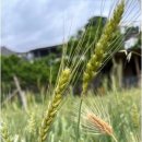 쌀과보리 이미지