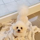 허니애견 이미지