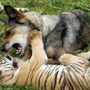 이건사자 이미지