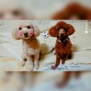 강변애견미용호텔 이미지