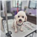 퍼피살롱 이미지