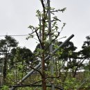 꽃이될개 이미지