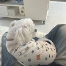 라이크몽 이미지