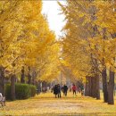 은행나무 이미지