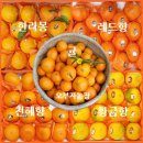 감귤농장