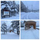 2026 (병오)년1 월25 일 강원도(선자령)산행 이미지