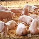 증도농장 연합뉴스